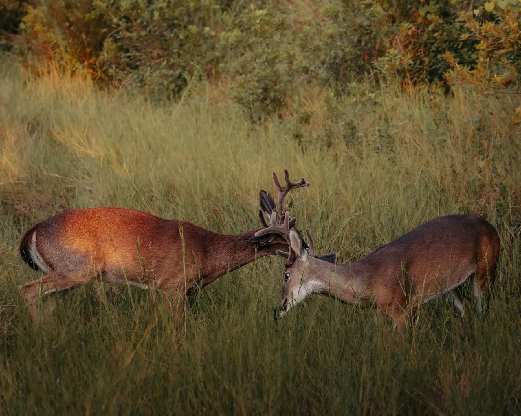 Two white-tailed bucks facing off in long grass with their antlers engaged, antlers still in velvet