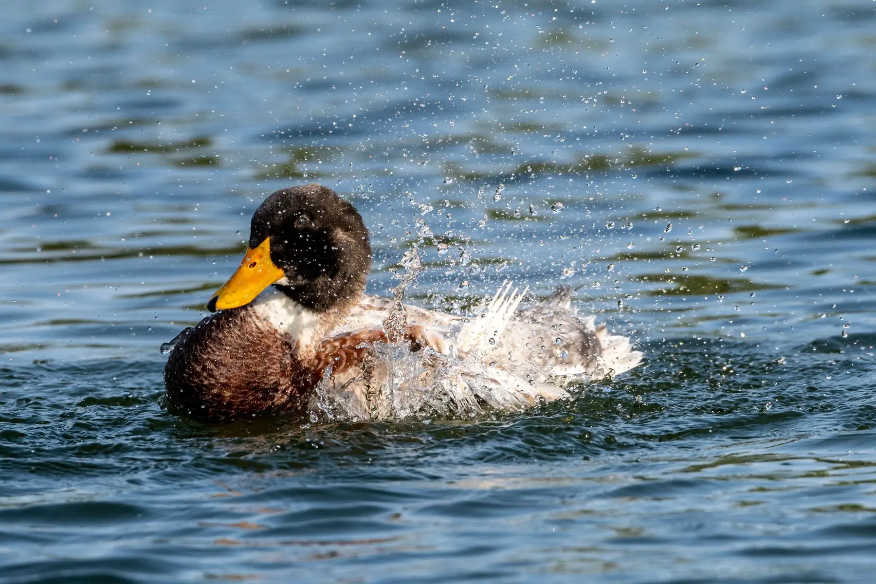 A duck bathing, beating its wings to throw water over its back as droplets bead off the plumage