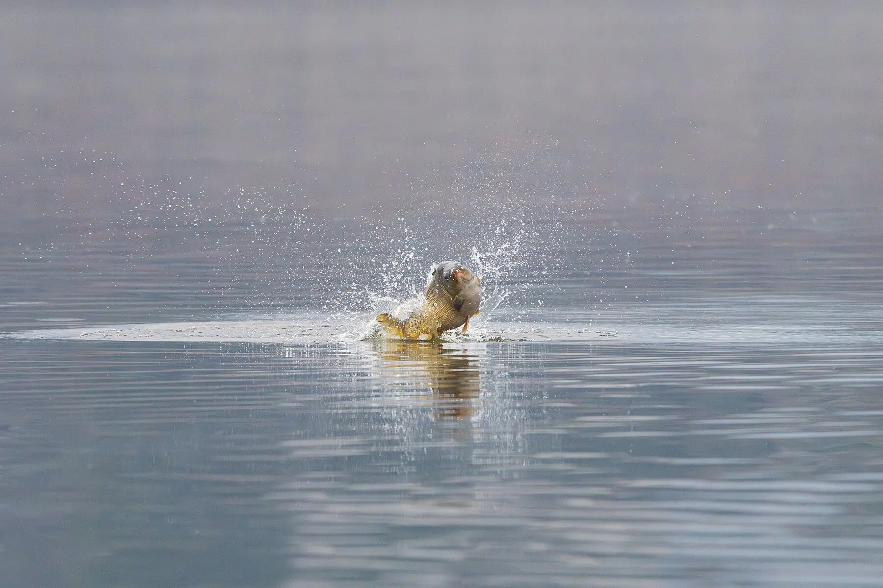 A carp clearing the surface of a lake in a burst of spray