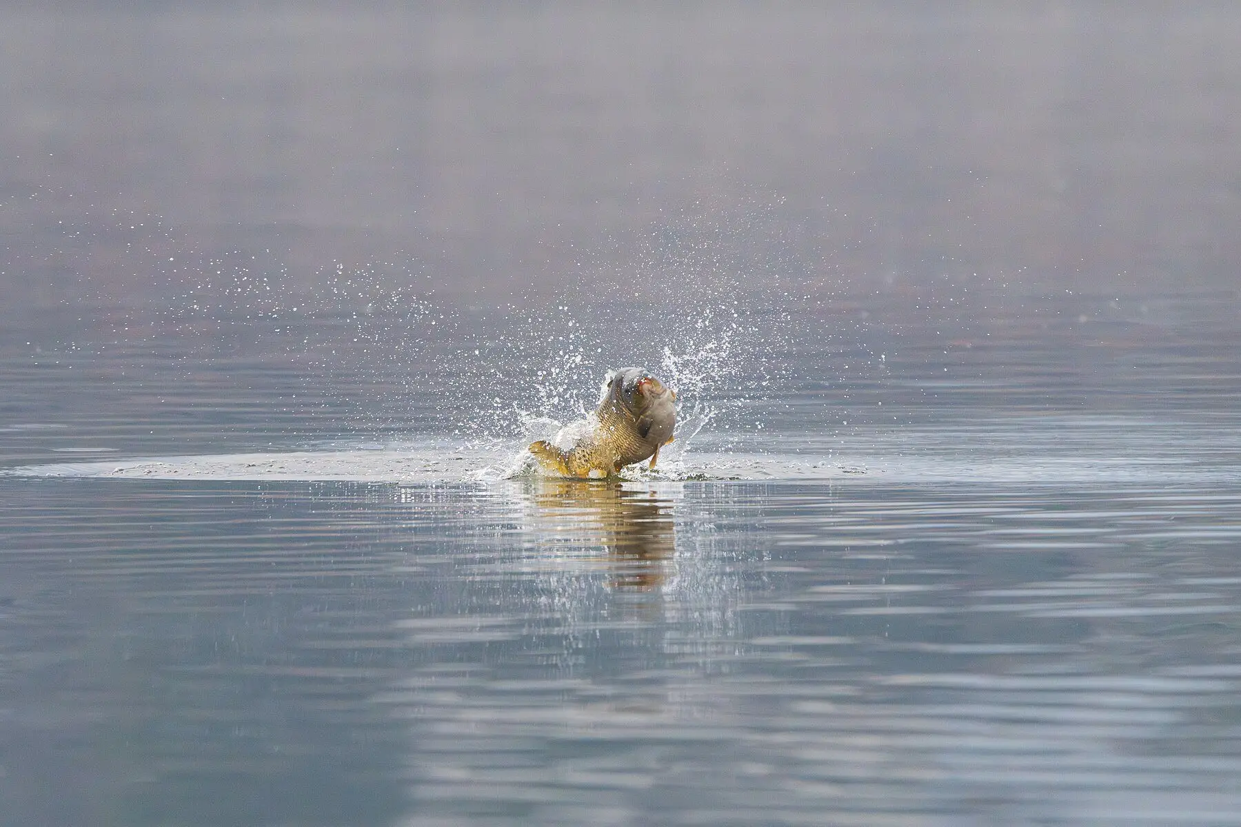 A carp clearing the surface of a lake in a burst of spray