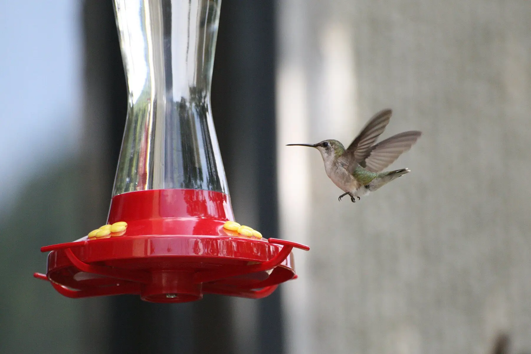 A ruby-throated hummingbird at a nectar feeder