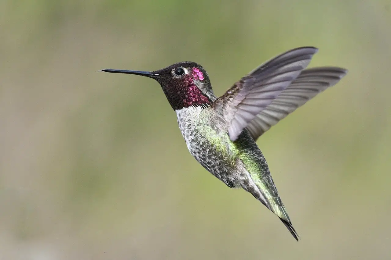 A male Anna's hummingbird hovering face-on with its magenta gorget catching the light