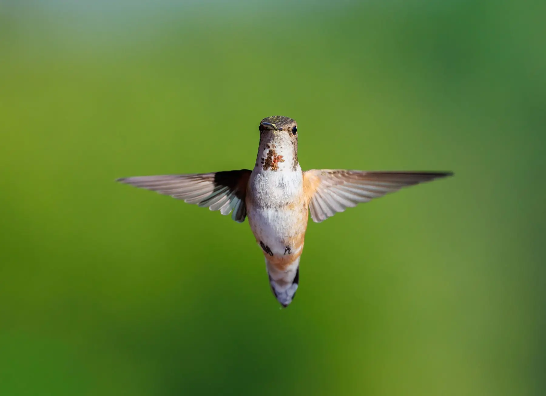 A hummingbird hovering head-on with wings spread, facing the camera directly