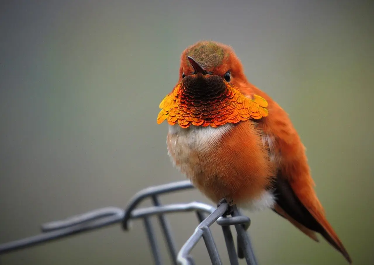 A male rufous hummingbird perched on a feeder hanger with its orange gorget flared