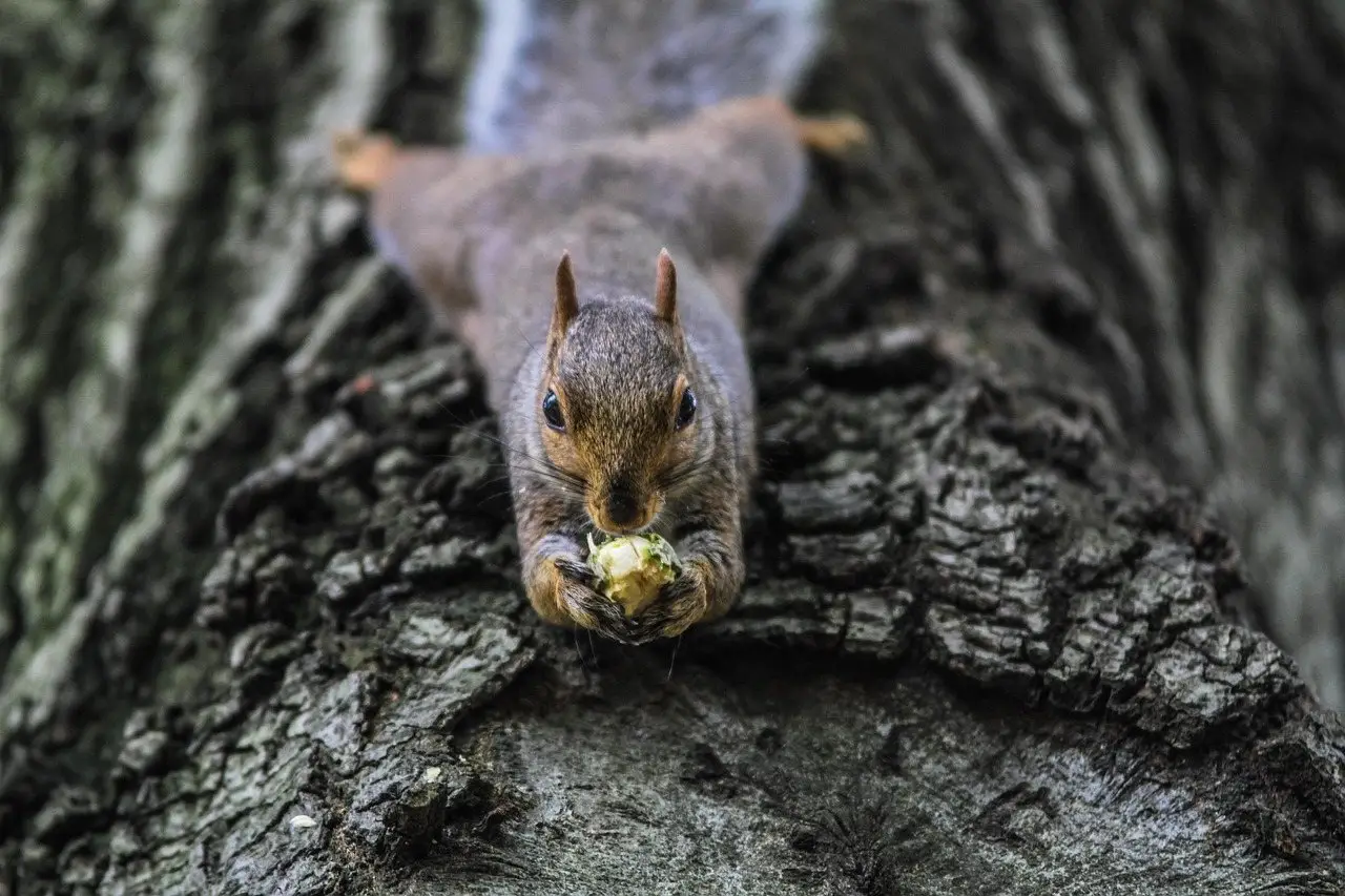 A grey squirrel facing head-down on a tree trunk holding food