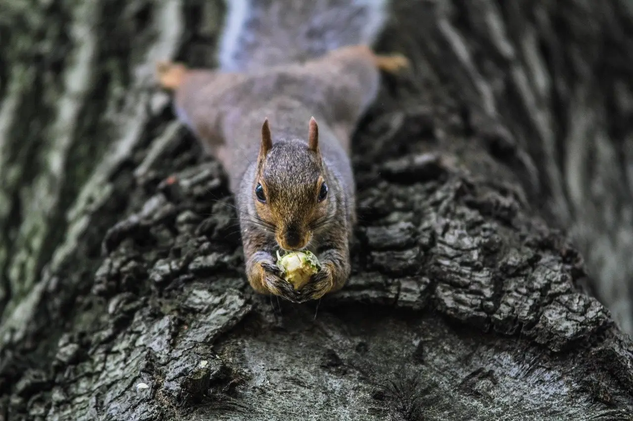 A grey squirrel facing head-down on a tree trunk holding food
