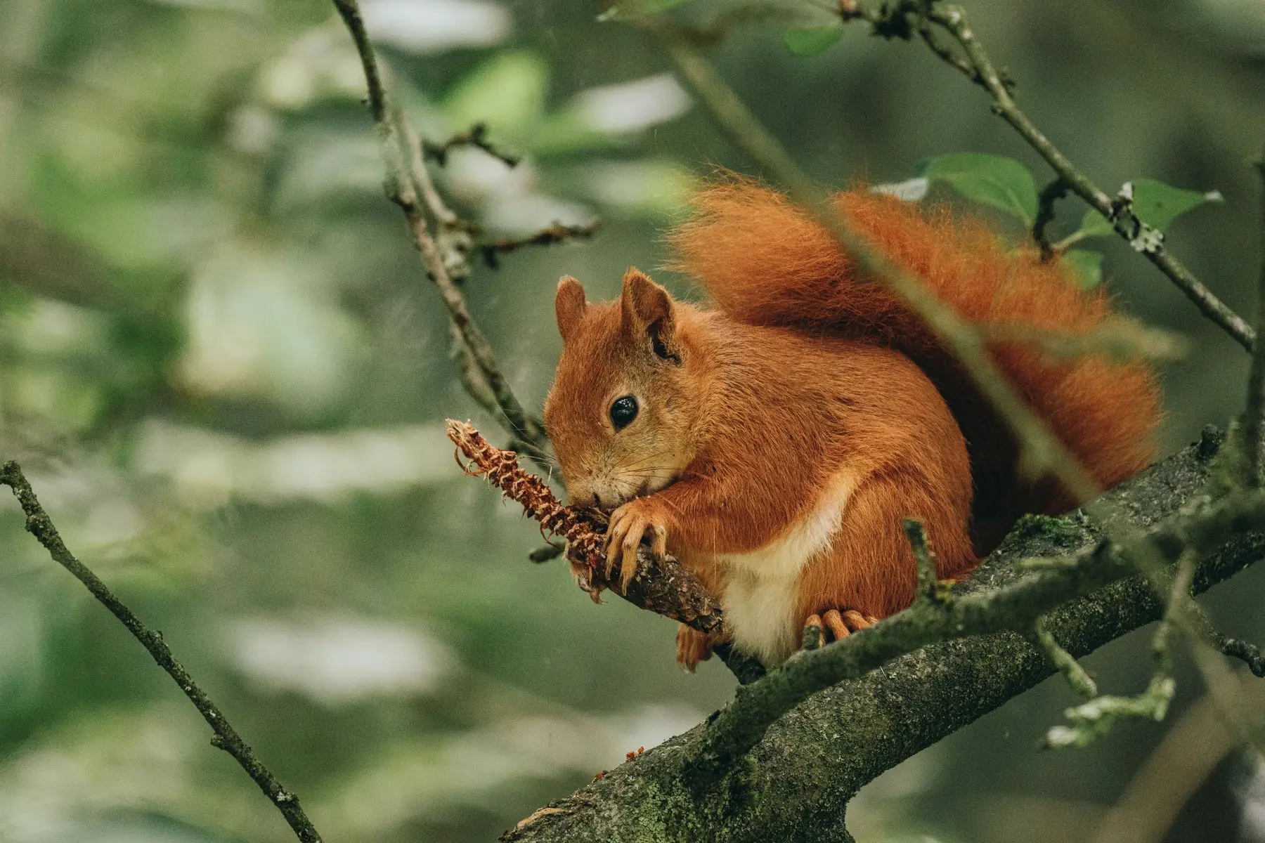 A red squirrel on a branch gnawing a stripped conifer cone held in both front paws