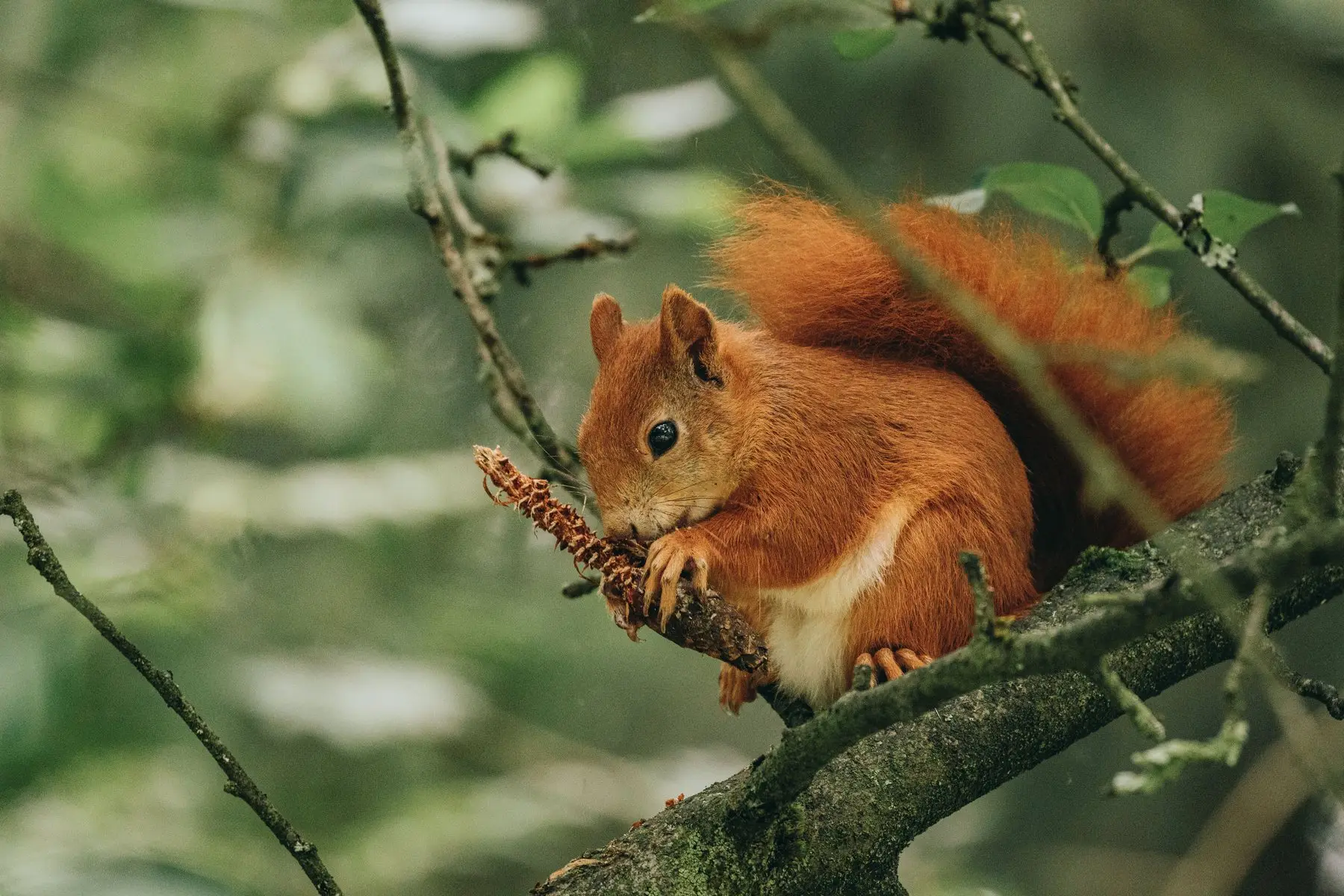 A red squirrel on a branch gnawing a stripped conifer cone held in both front paws