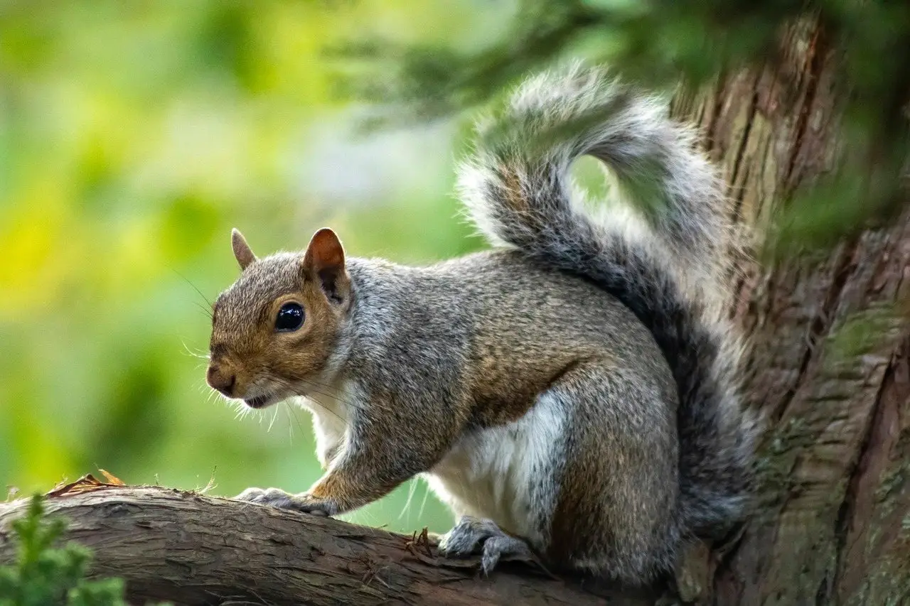 A grey squirrel on a mossy branch with its tail raised, mouth open mid-call