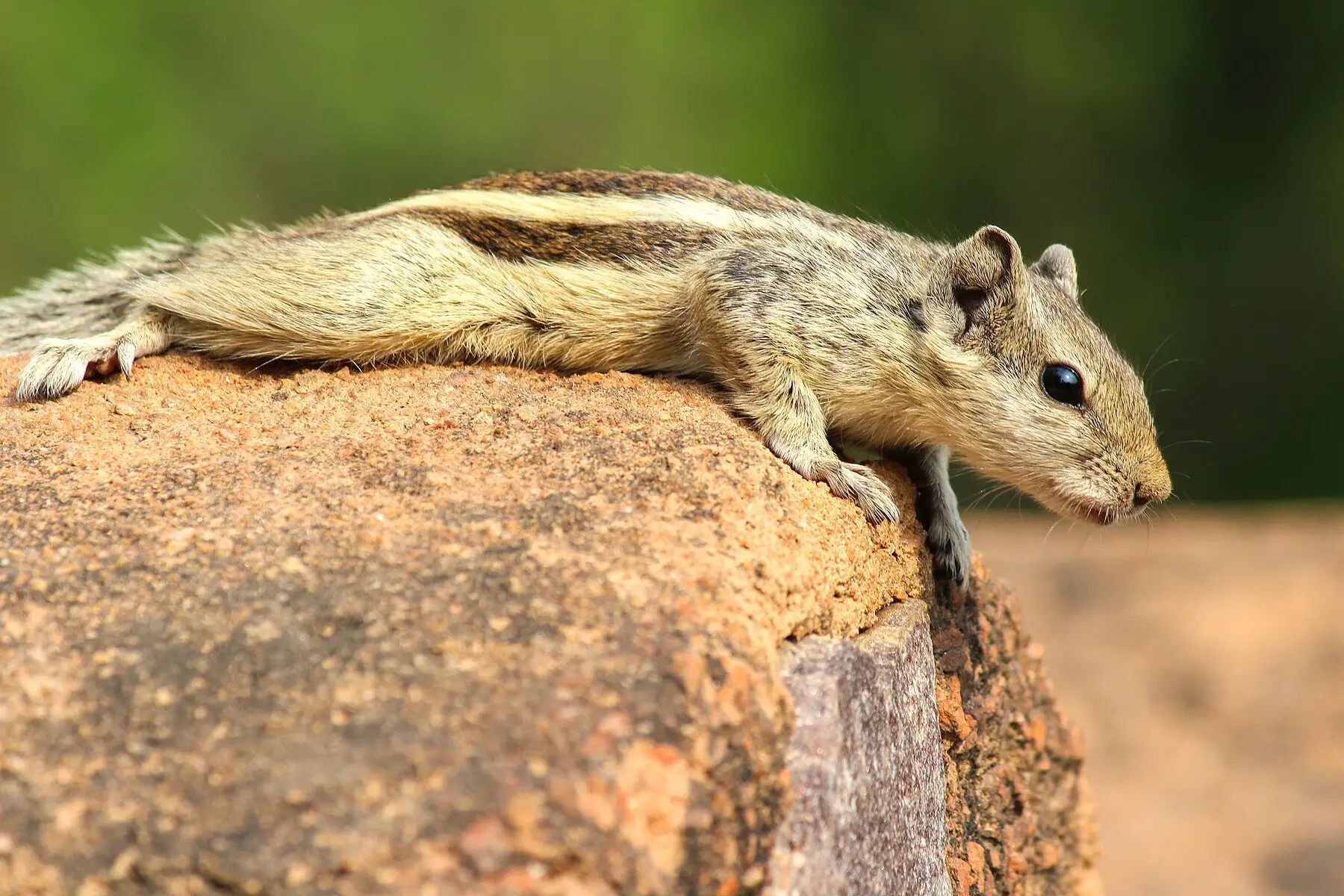 A five-striped palm squirrel splooting — lying belly-down on a stone with its legs stretched out flat behind it