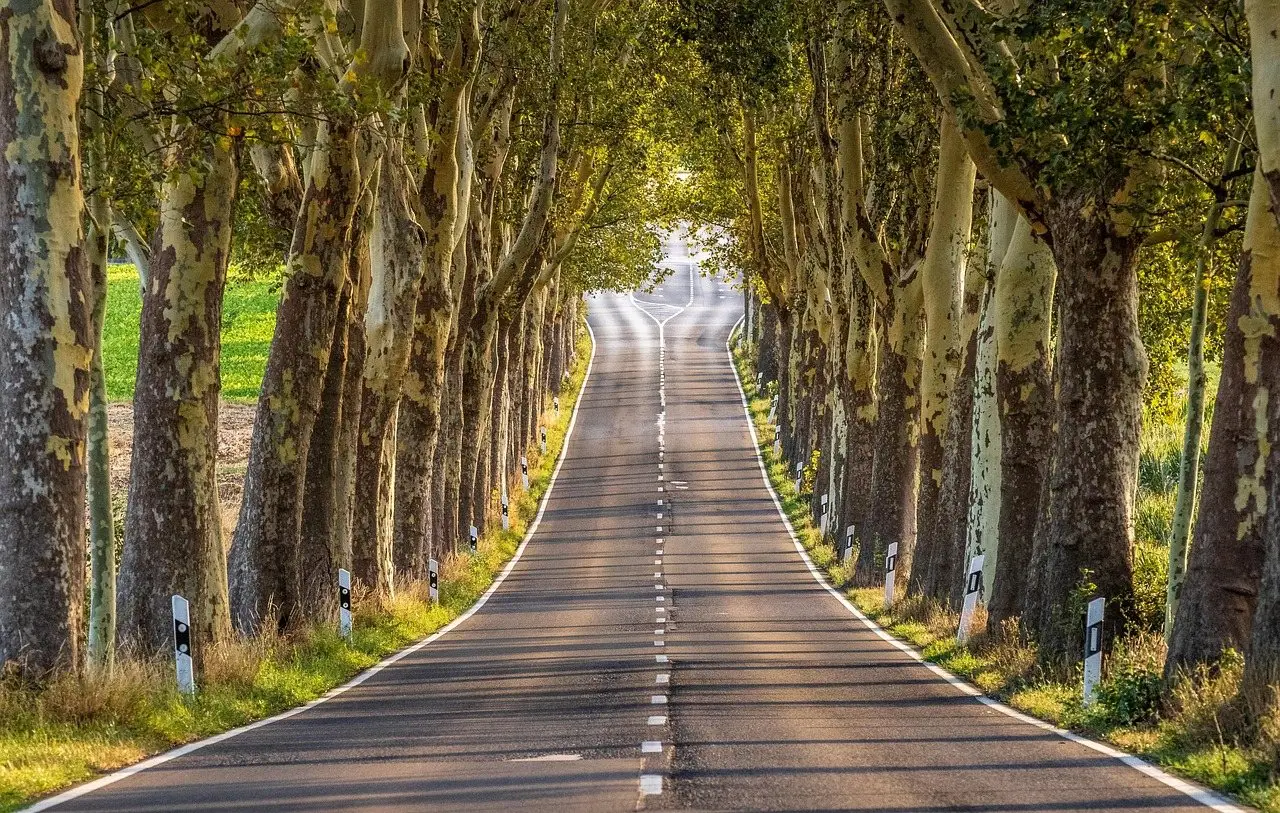 A straight asphalt road running between two lines of tall trees