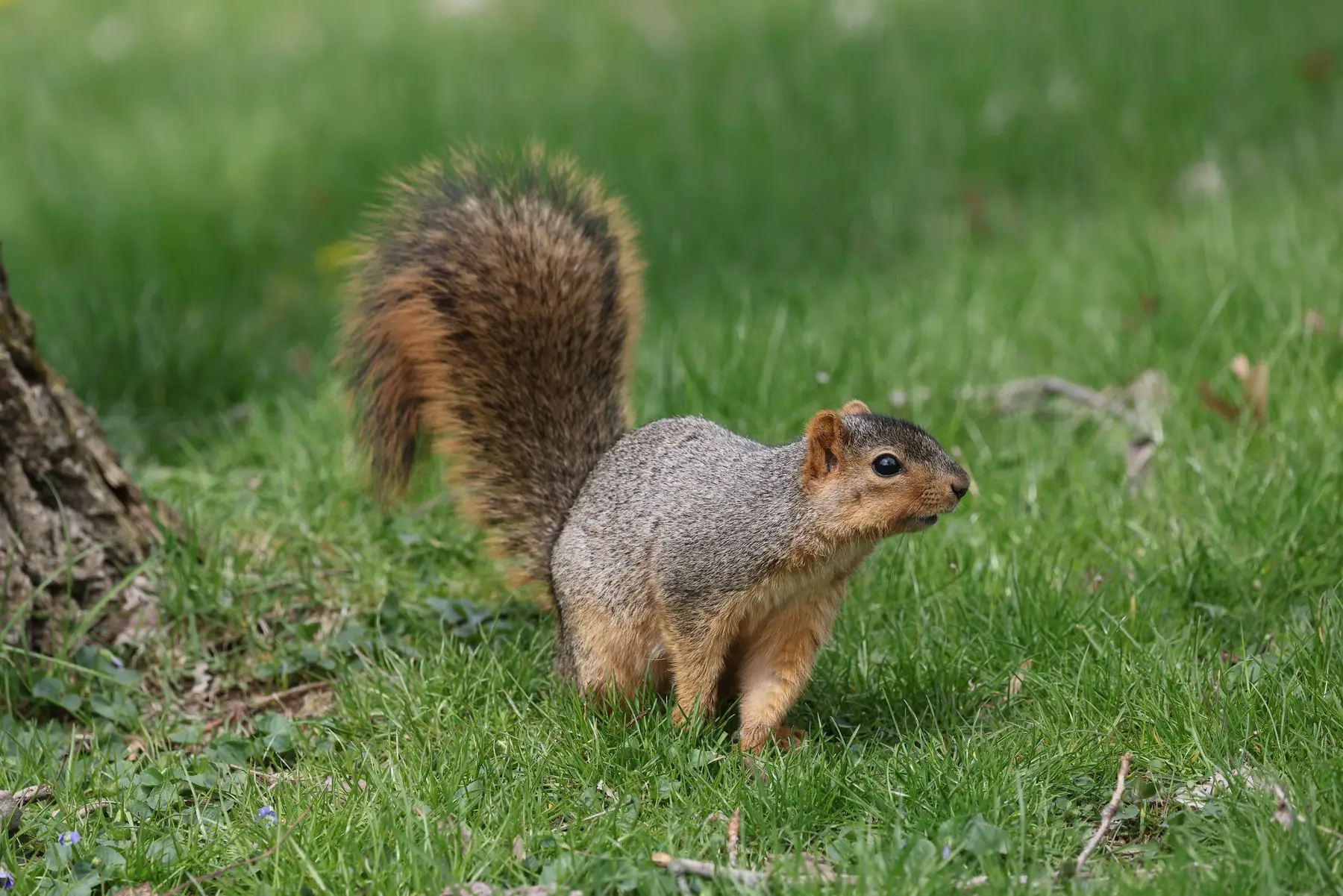 A fox squirrel alert on a lawn beside a tree base, tail arched high over its back in the flagging posture