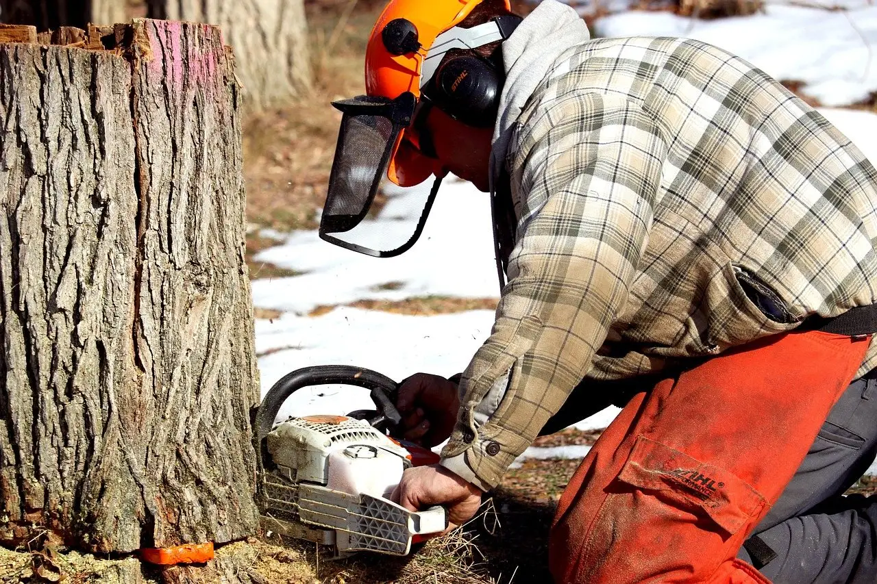 A worker in a visored helmet and chainsaw trousers cutting into the base of a tree stump