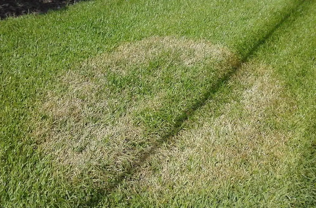 A large circular patch of straw-coloured dead turf in an otherwise green lawn, with a mower stripe running through it