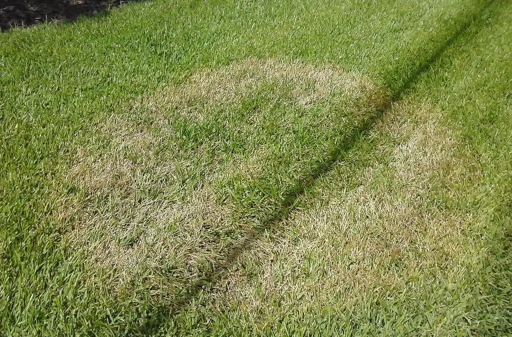 A large circular patch of straw-coloured dead turf in an otherwise green lawn, with a mower stripe running through it