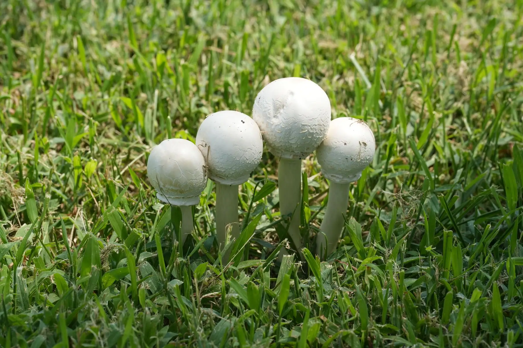 Four white-capped mushrooms of increasing size pushing up through mown lawn grass