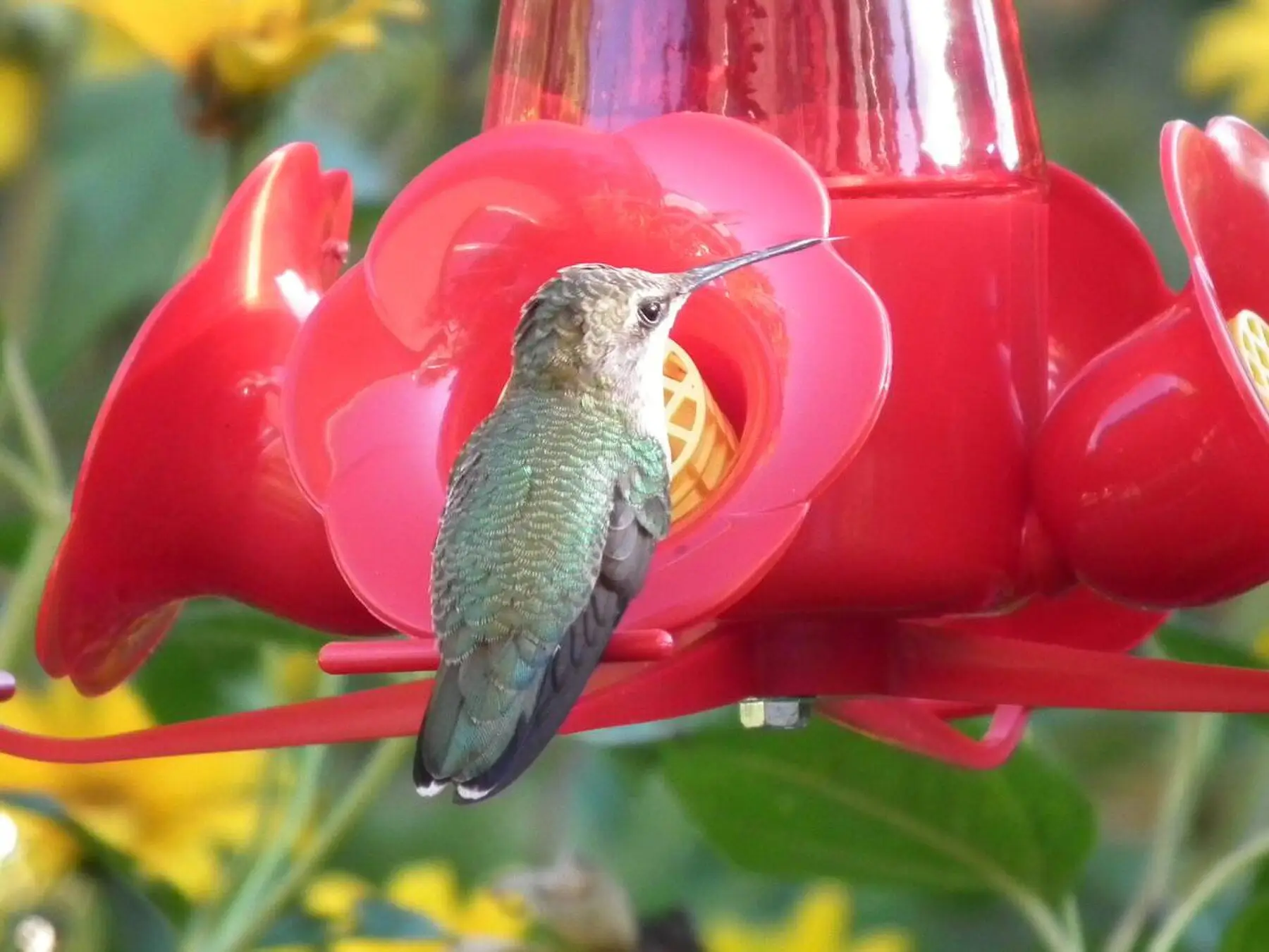 A female ruby-throated hummingbird drinking at a feeder port