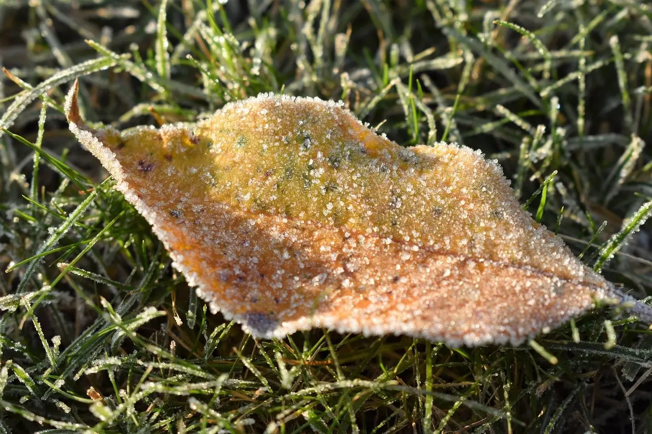 A fallen leaf and the grass blades around it rimed white with hoar frost in low morning sun