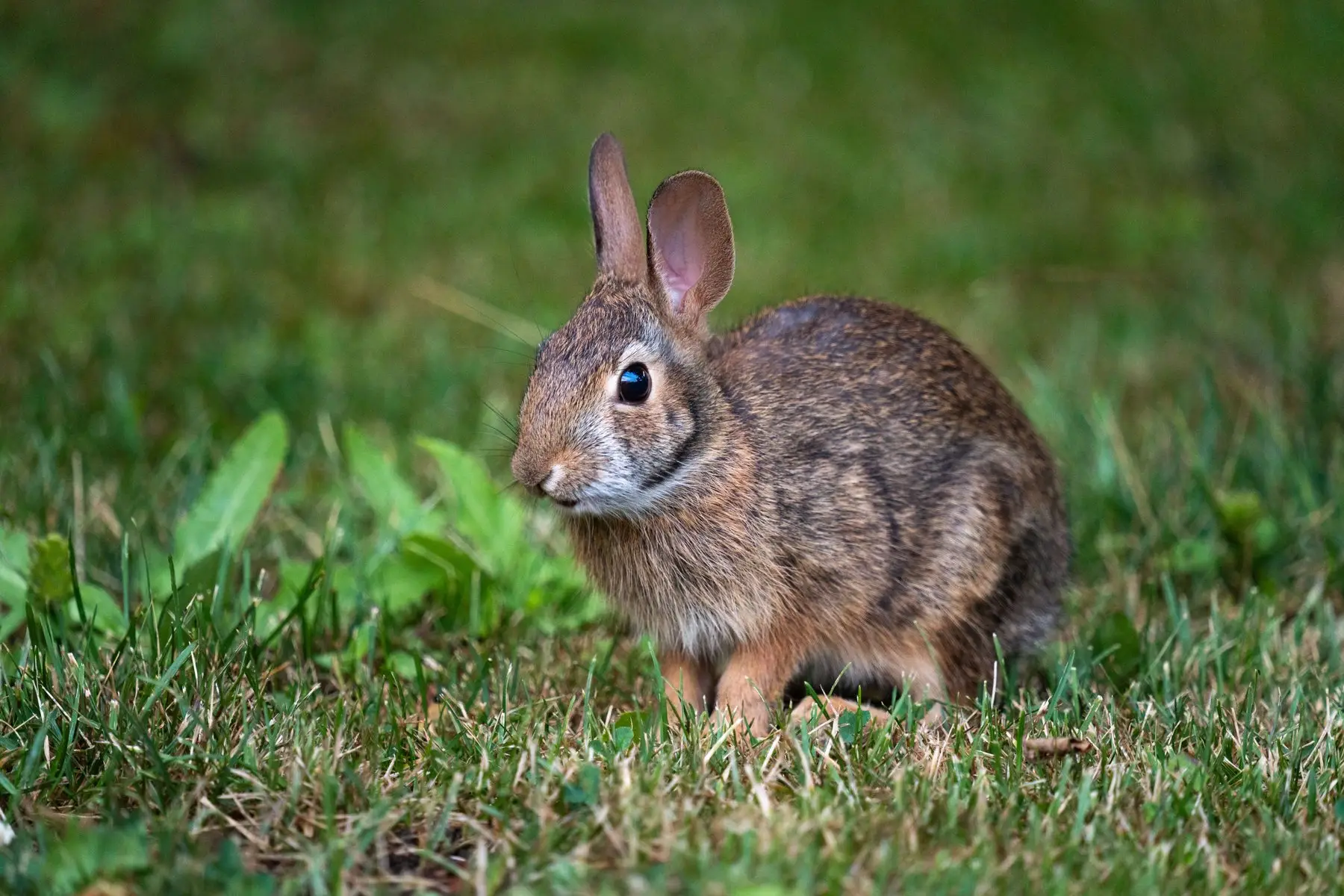 A cottontail rabbit crouched motionless on a lawn with its ears up and body tensed