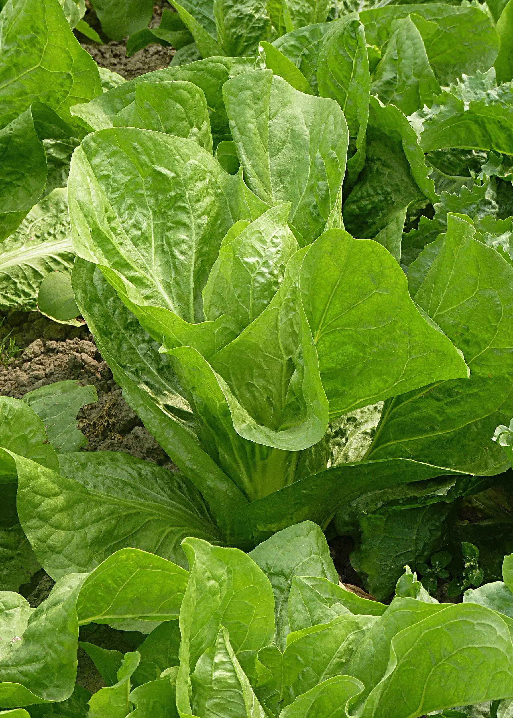 A romaine lettuce in a bed with its inner leaves growing long and upright from an elongating centre