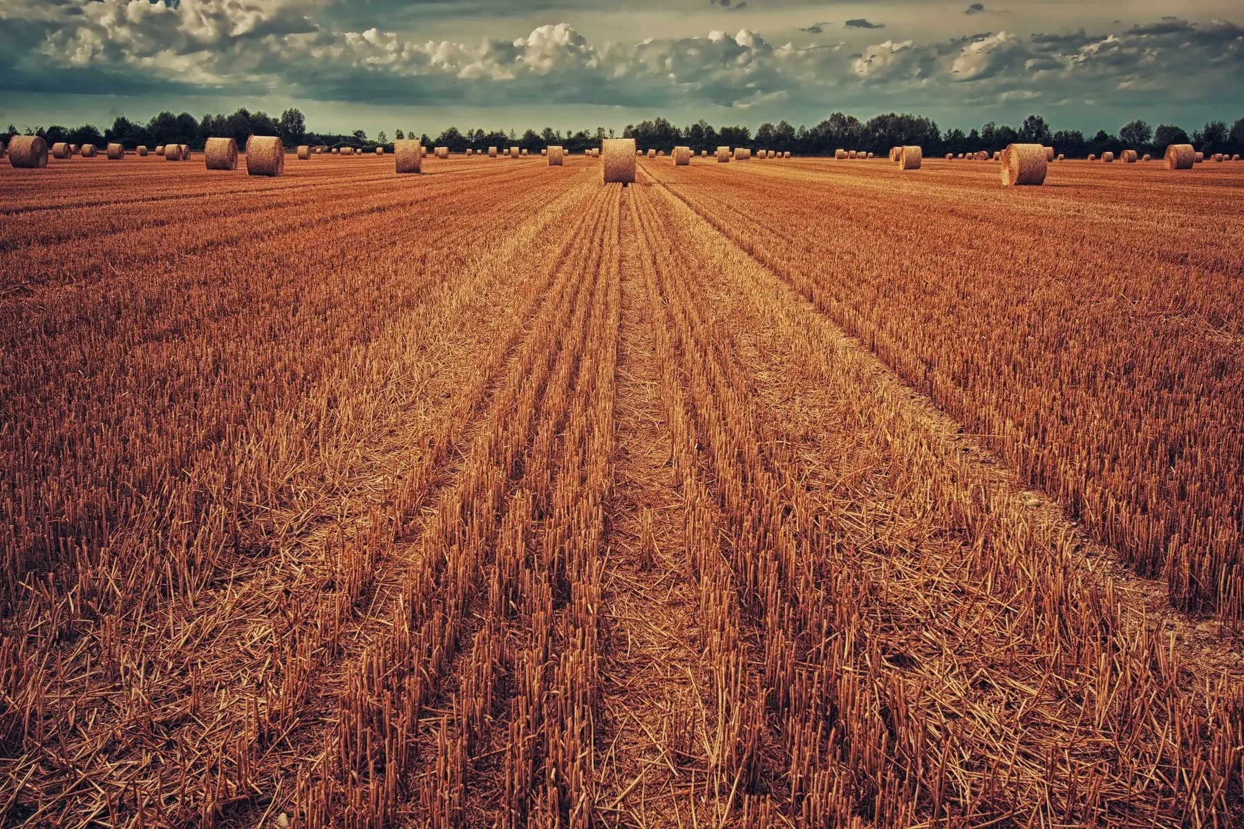 Round straw bales left across a grain stubble field after harvest, cut stalks visible in rows