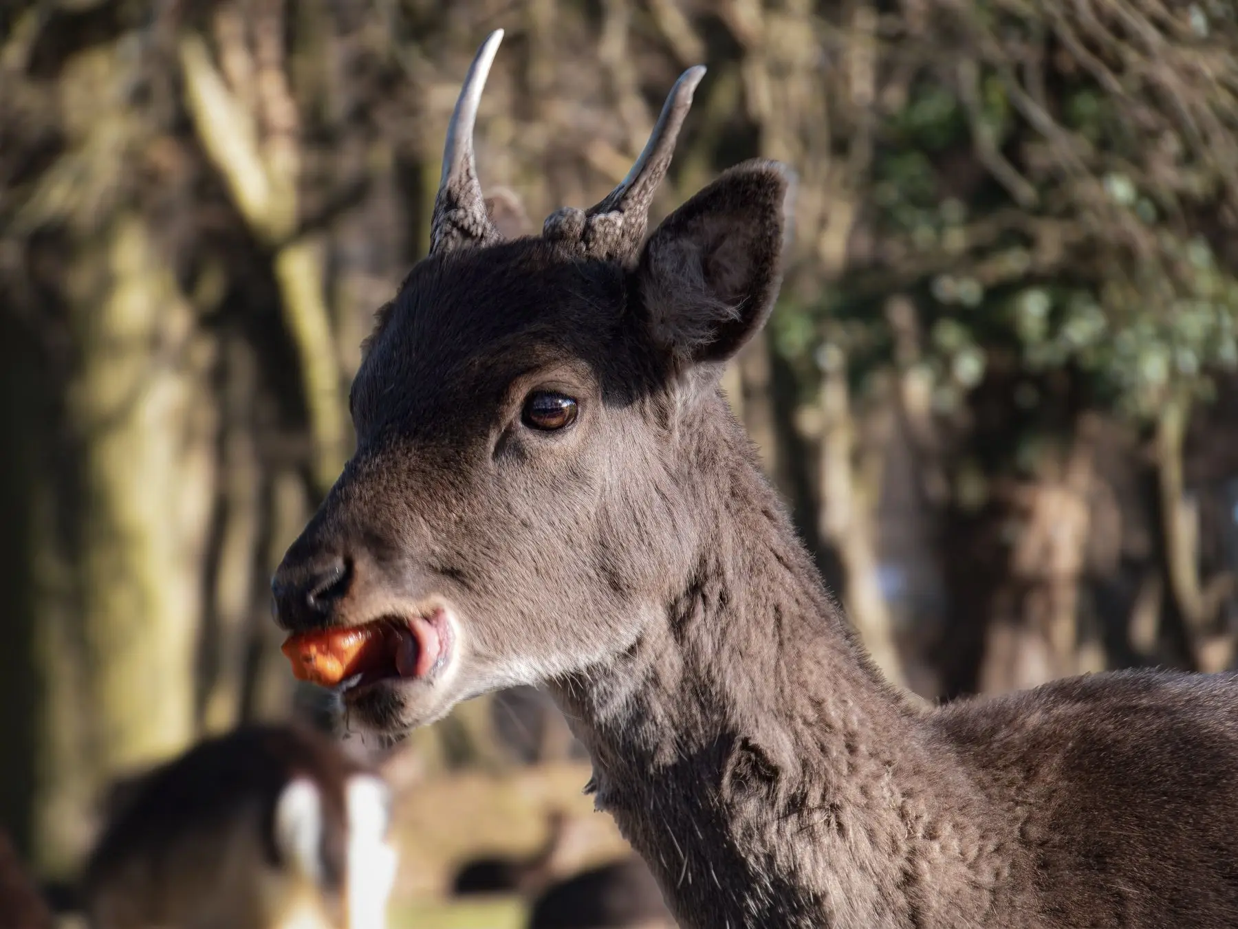 A young deer in winter woodland with a piece of carrot held in its mouth