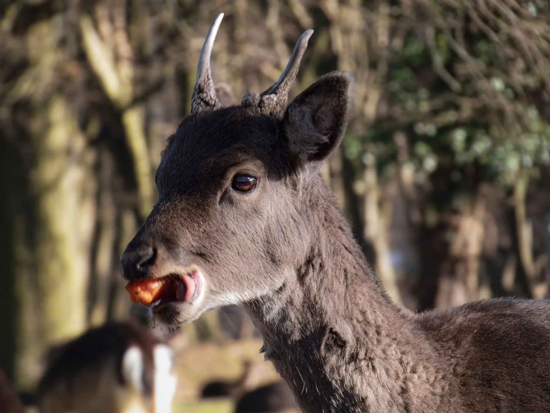 A young deer in winter woodland with a piece of carrot held in its mouth