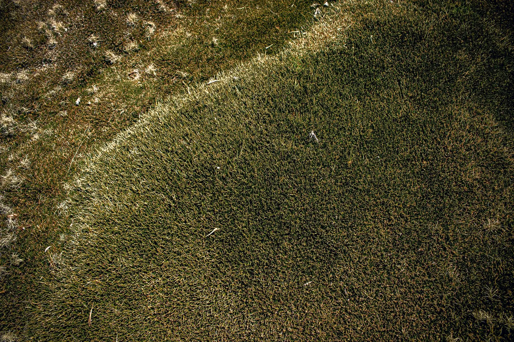 Close-cut lawn with a straw-coloured patch of dead grass running across one corner of otherwise green turf