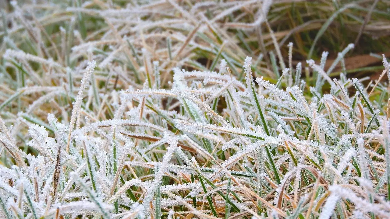 Blades of grass stiff with white hoarfrost on a winter morning