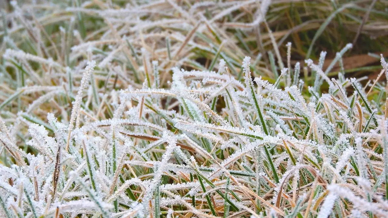 Blades of grass stiff with white hoarfrost on a winter morning