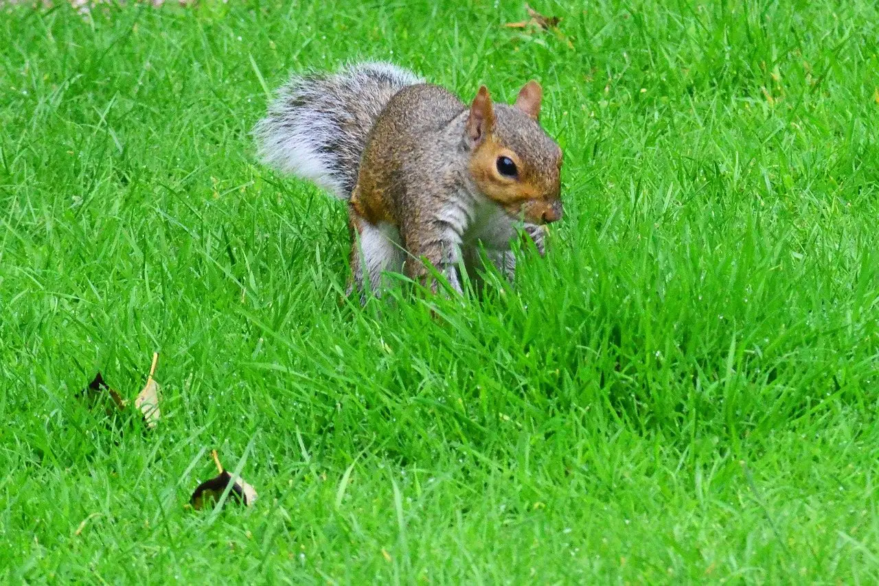 A grey squirrel foraging on a bright green lawn