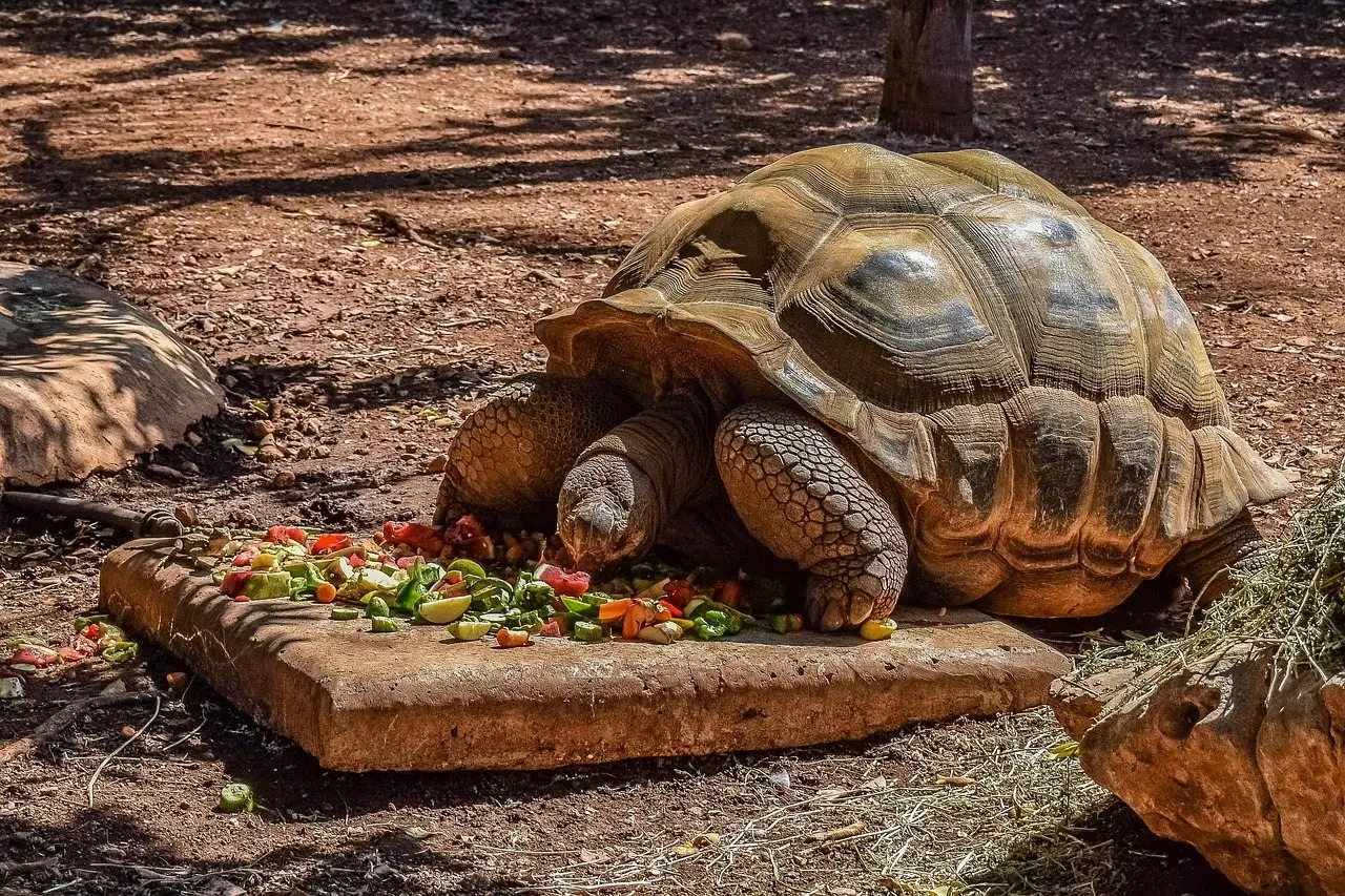 Tortoise eating plants