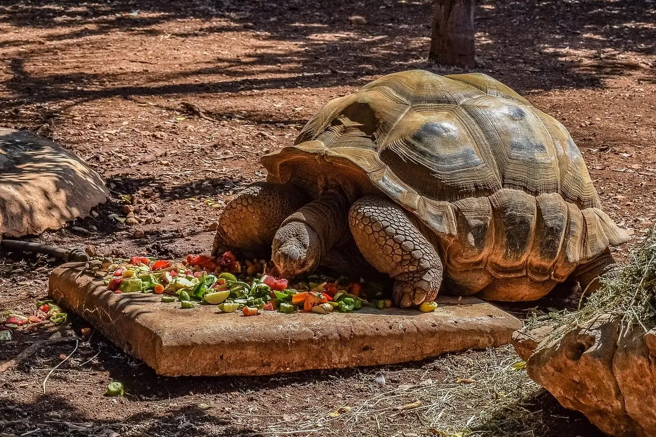 Tortoise eating plants