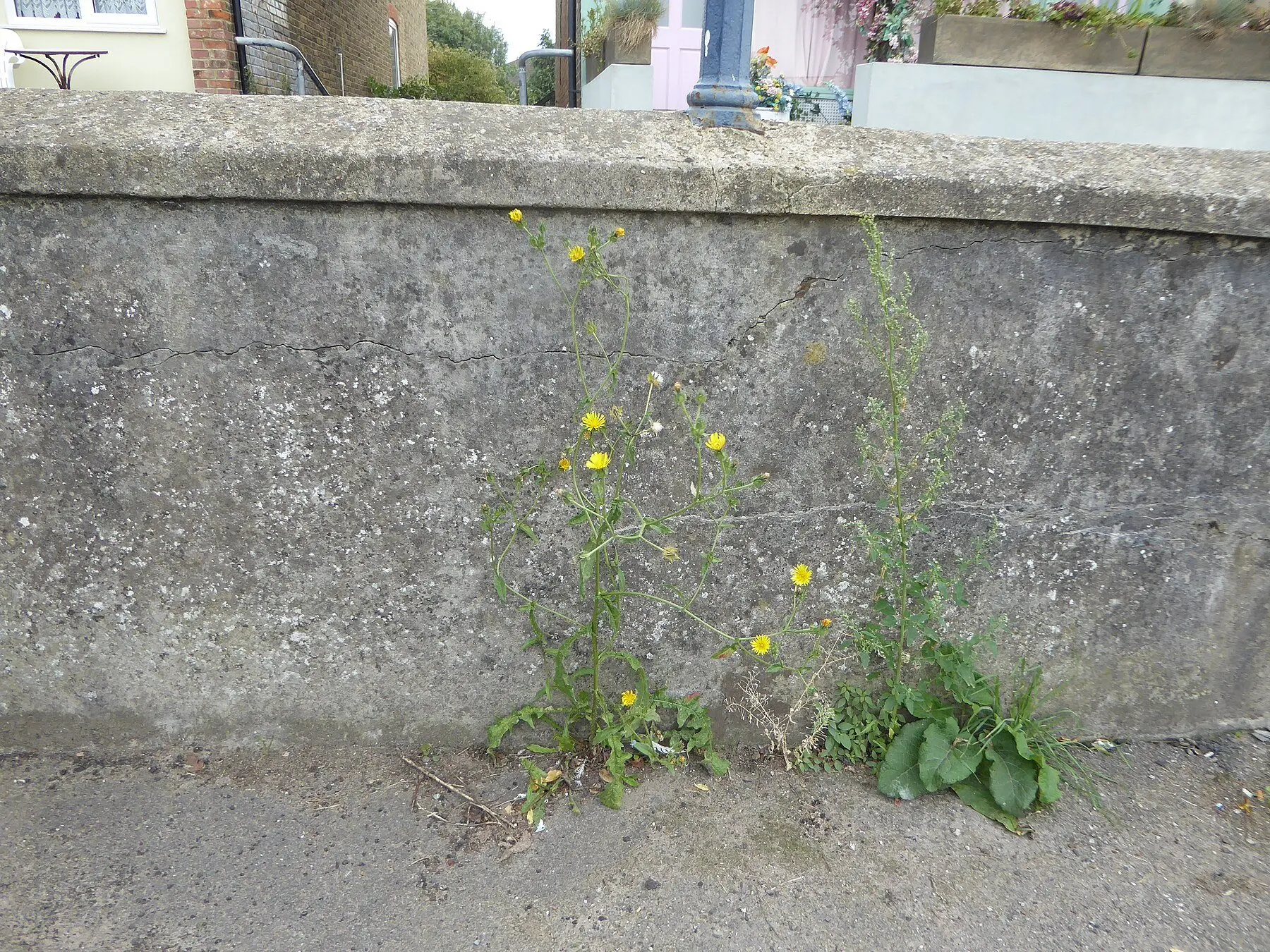 Weeds growing from a crack at the base of a concrete wall