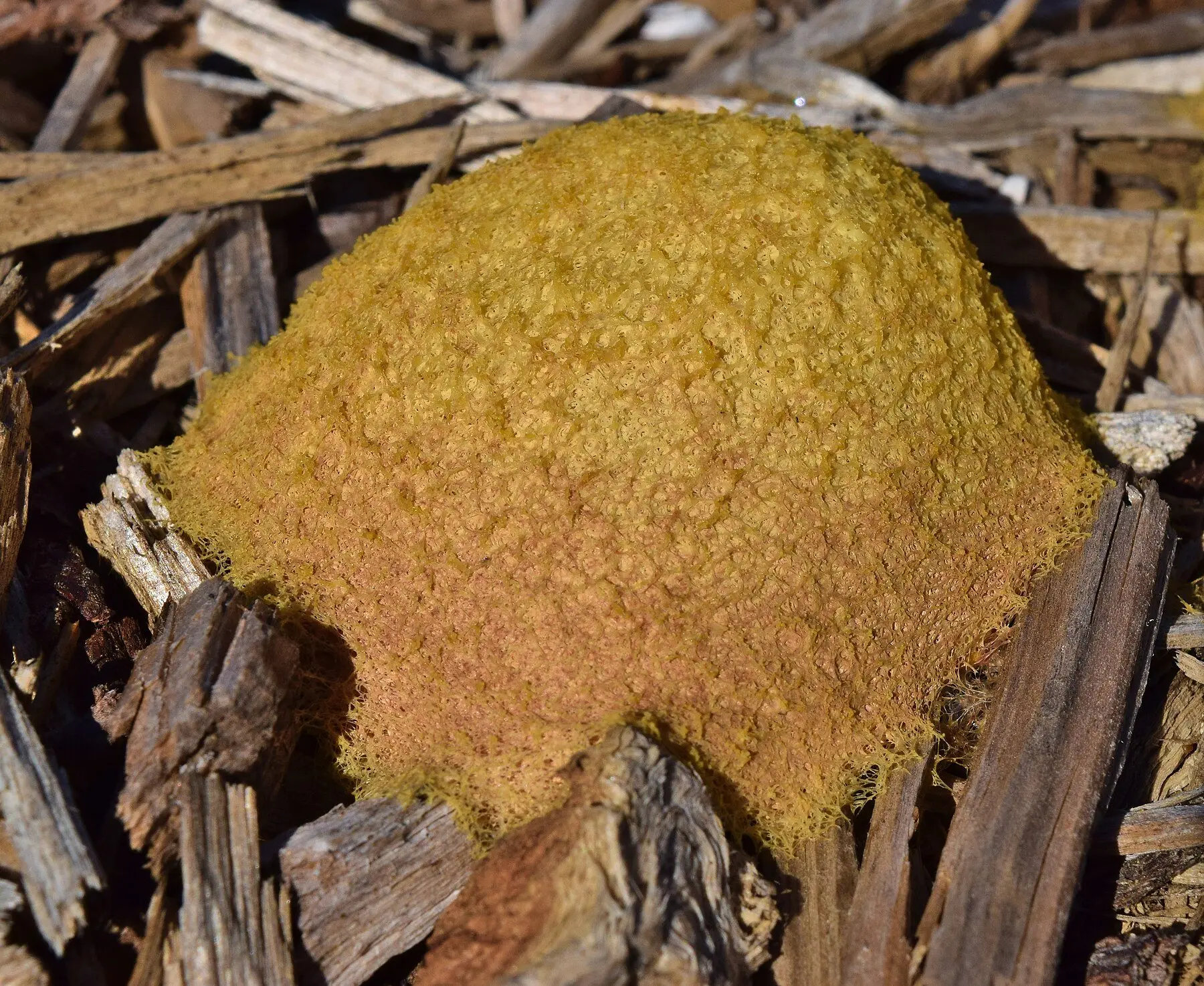 A mass of bright yellow dog vomit slime mould spreading over bark mulch