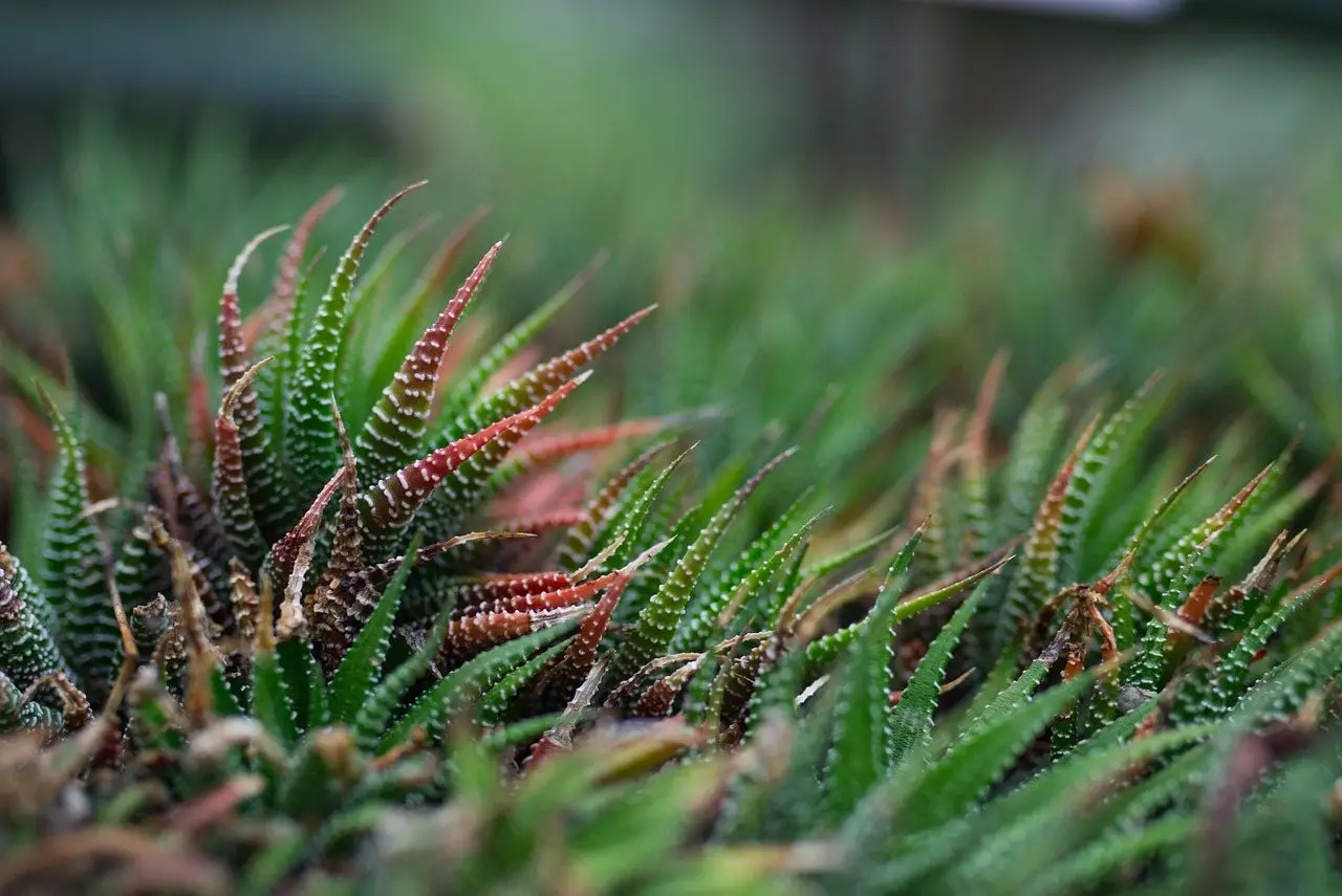 Haworthia zebra succulent