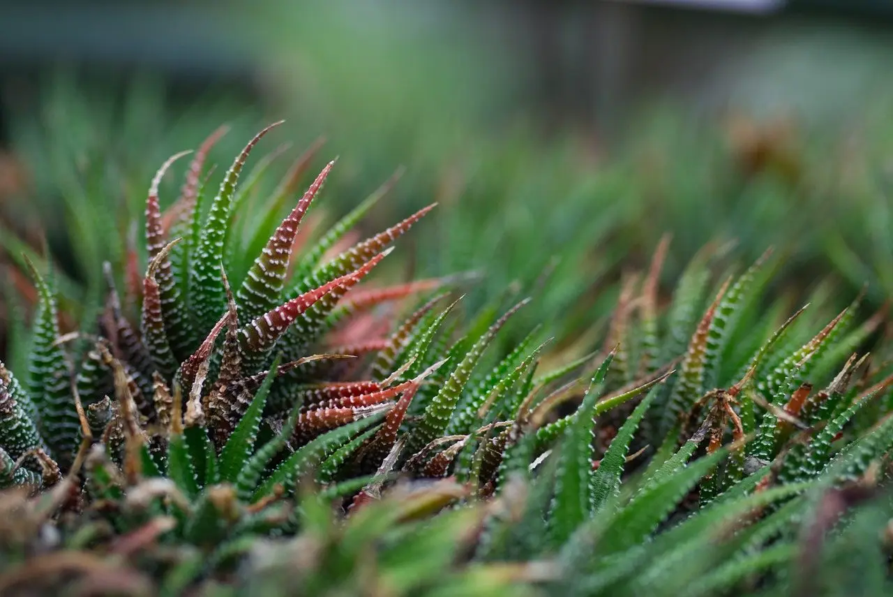 Haworthia zebra succulent